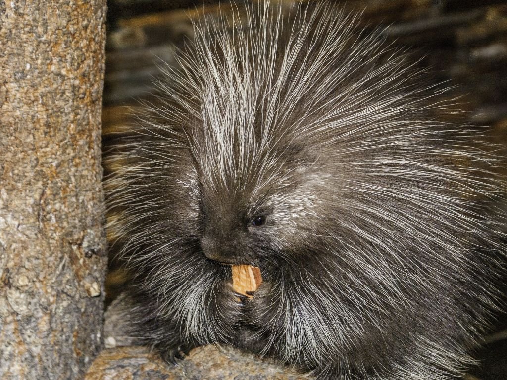 Amazonian Giant Porcupine