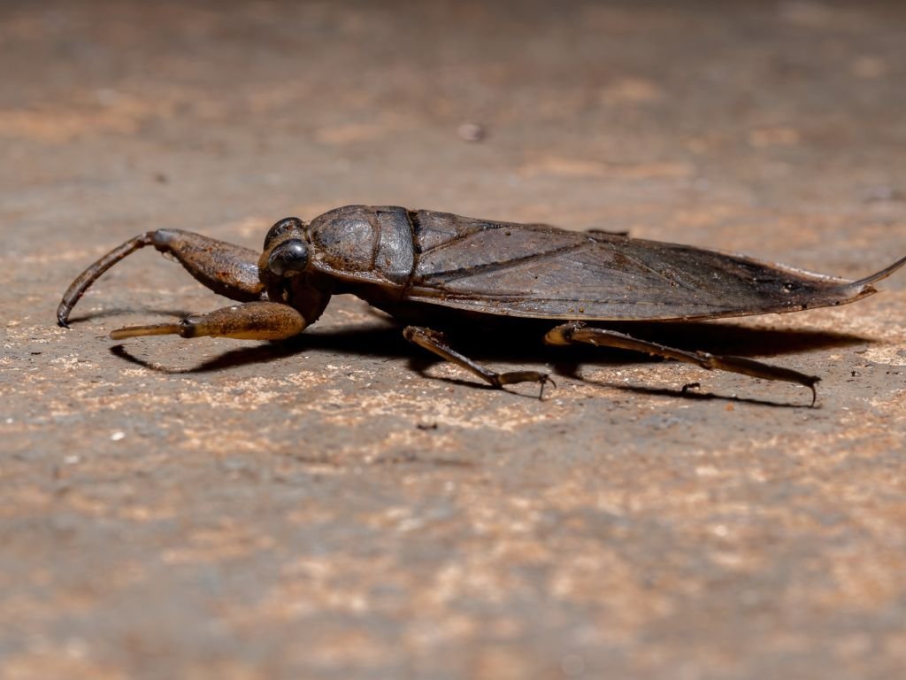 Amazonian Giant Water bug