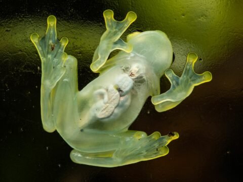 Animals of the Amazon Rainforest