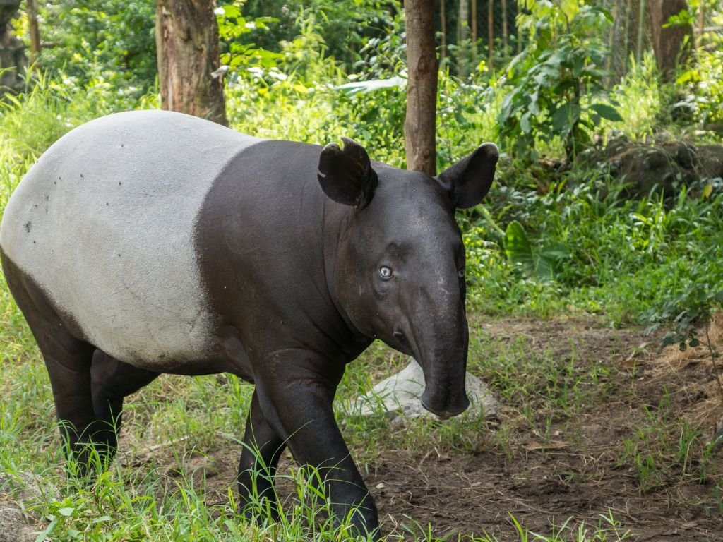 Amazonian Tapir