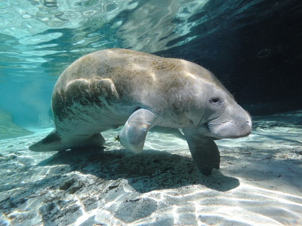 Amazonian manatee