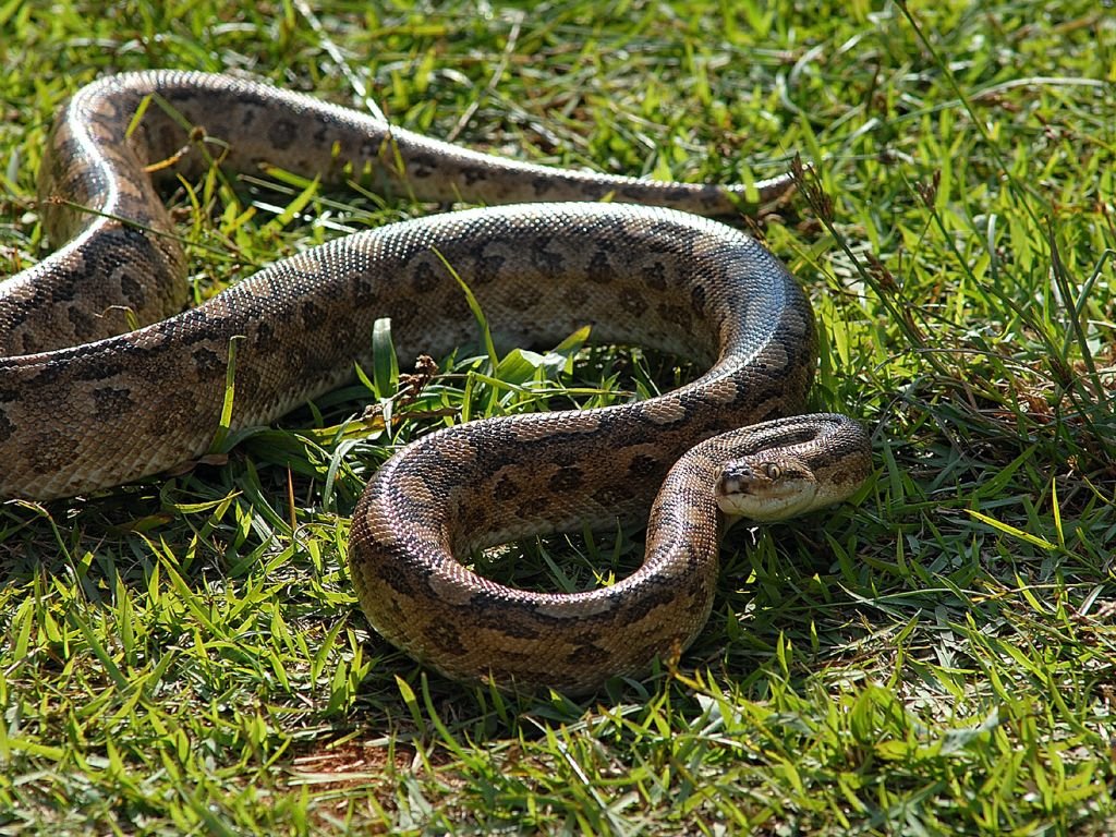 Anacondas