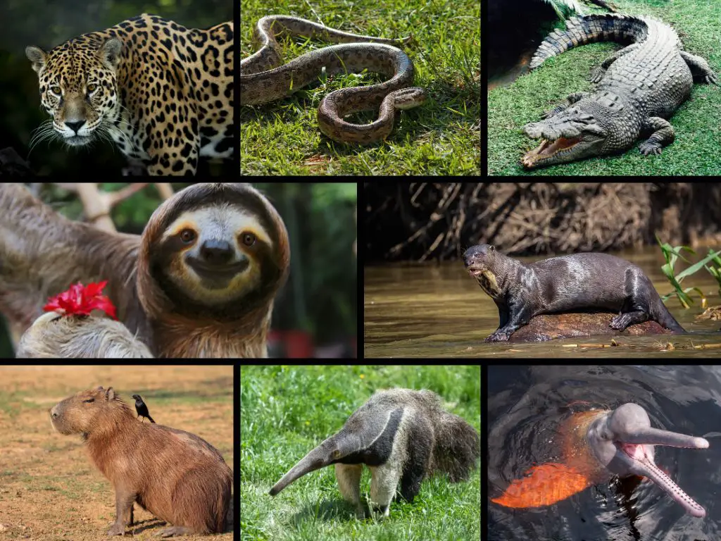 amazon rainforest animals collage