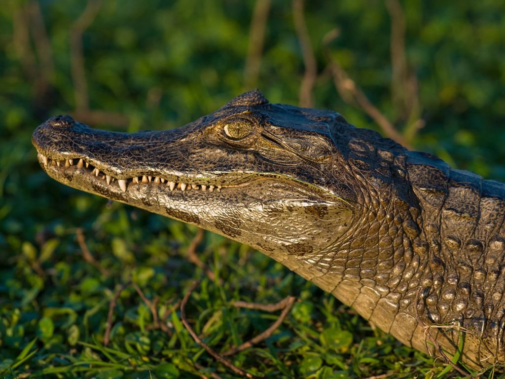 Black Caiman