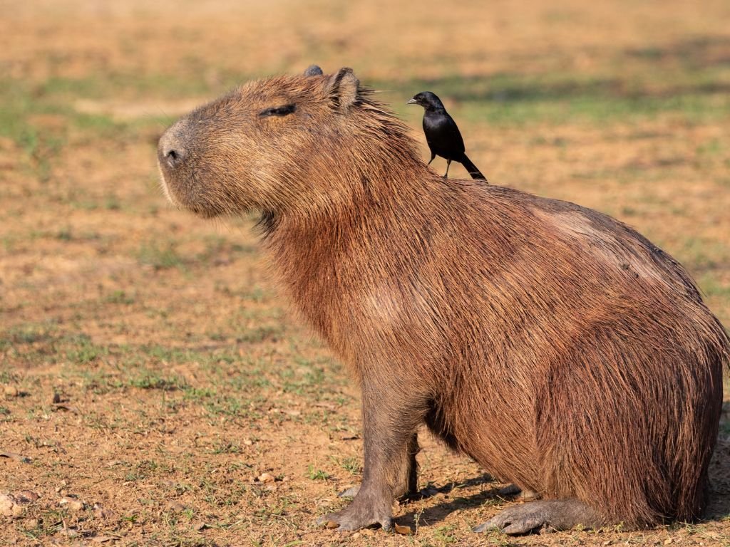 Capybaras