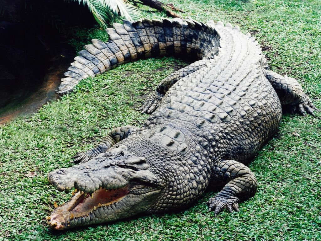 Crocodiles