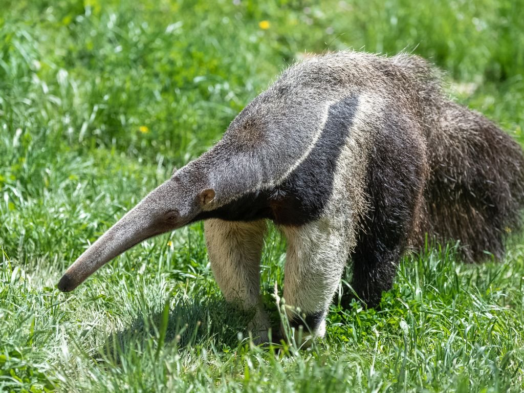 Giant Anteater