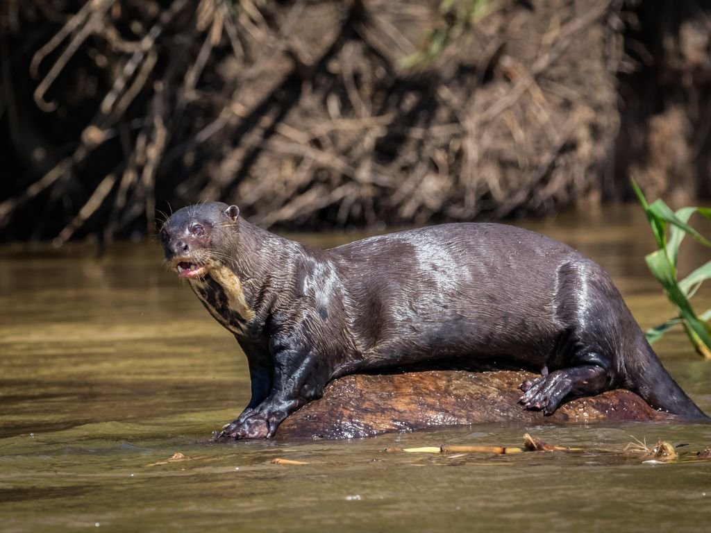 Giant Otter