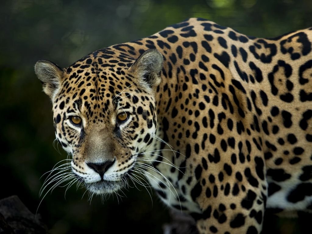 Jaguars