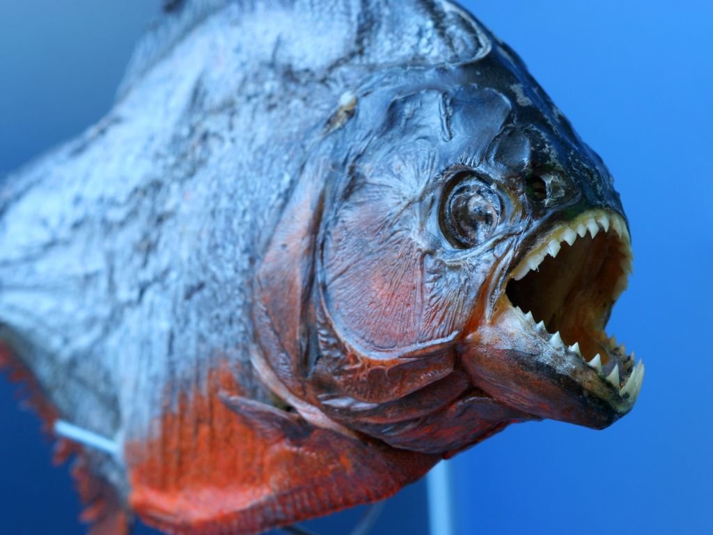 Piranhas