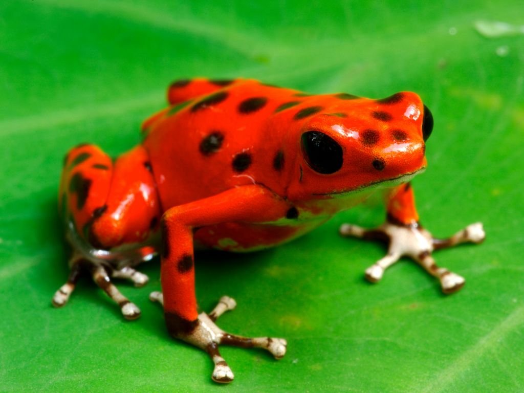 Poison dart frogs