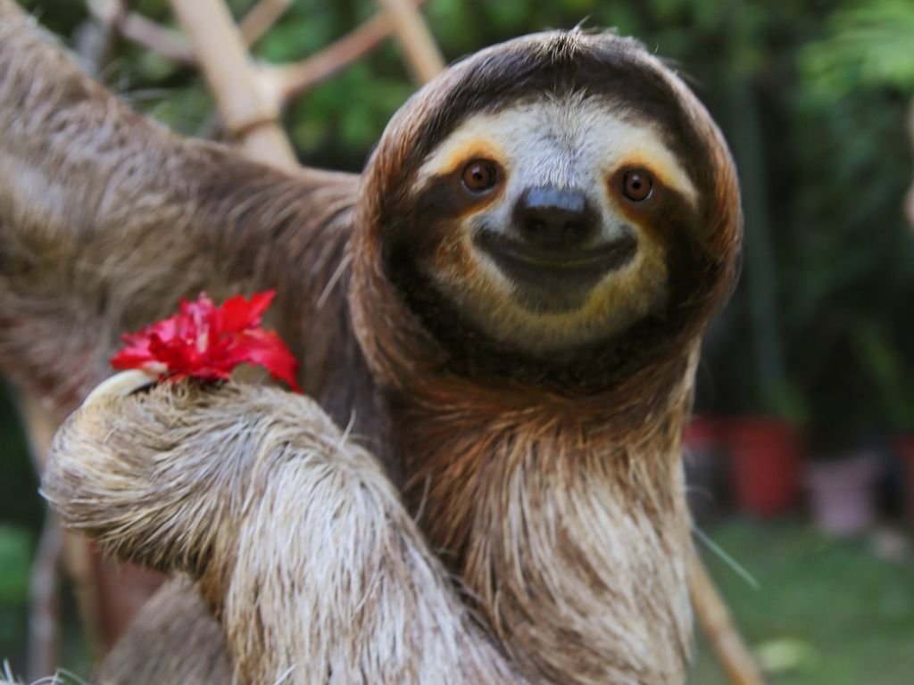 Sloths