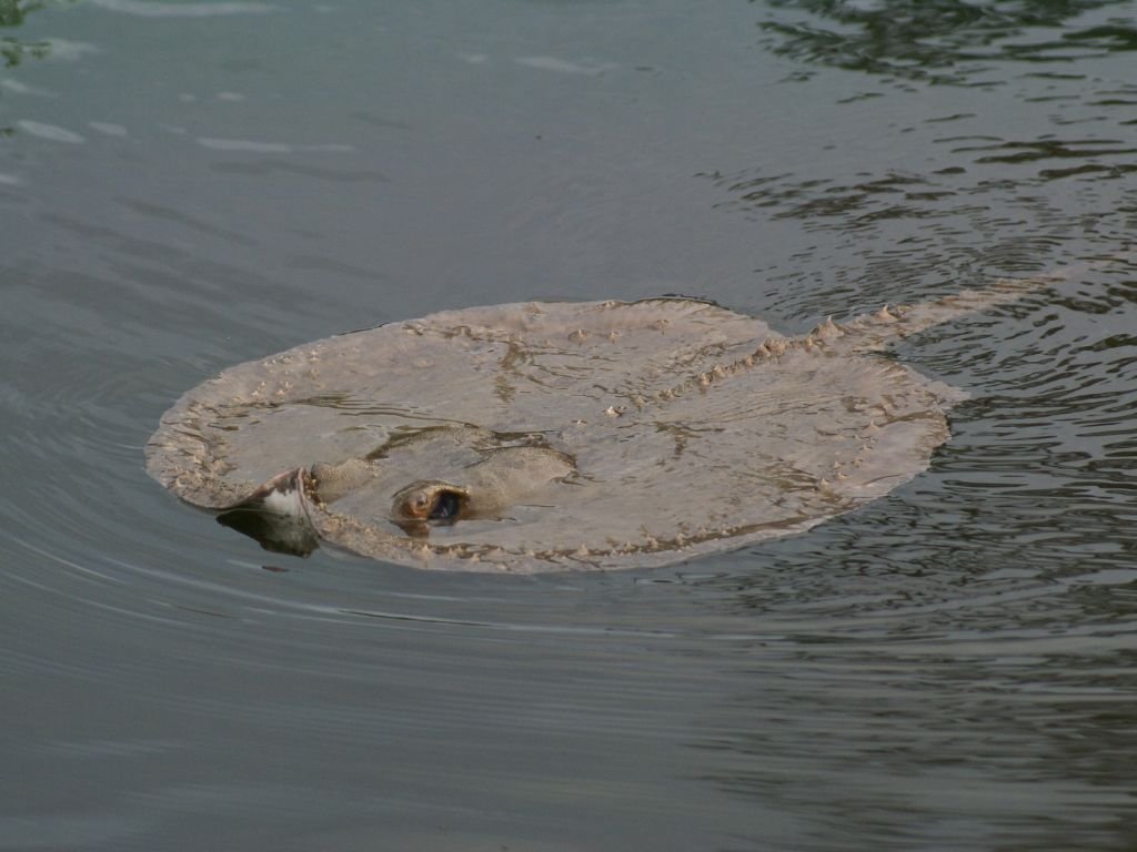 Stingrays