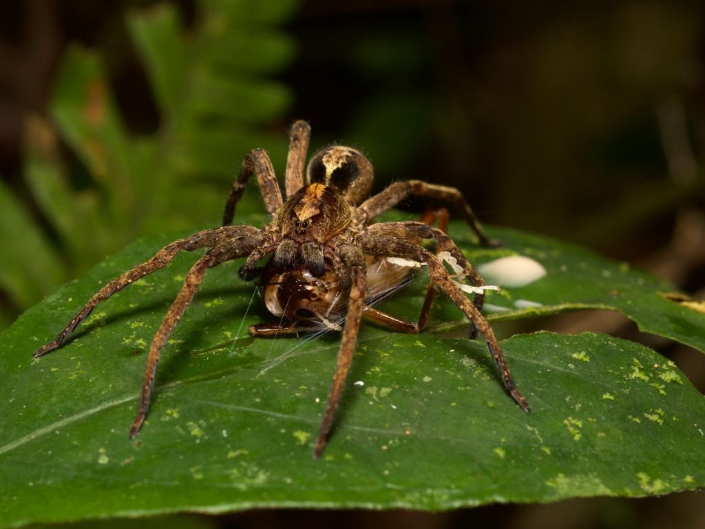 Tarantulas