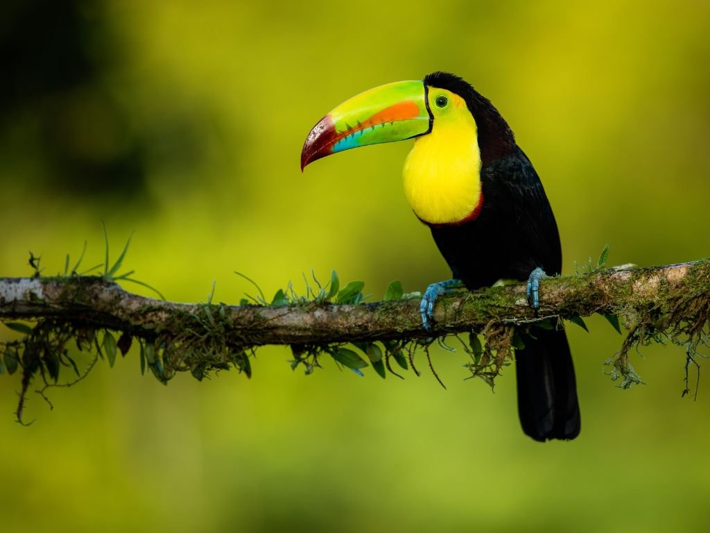 Toucans