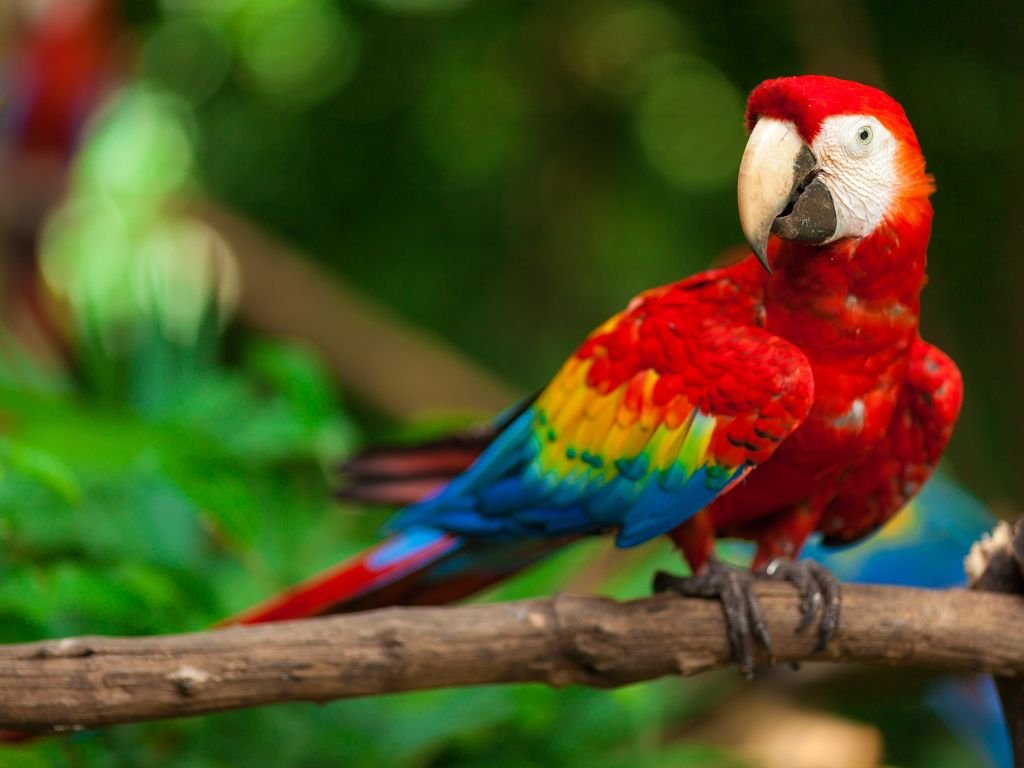 scarlet macaw