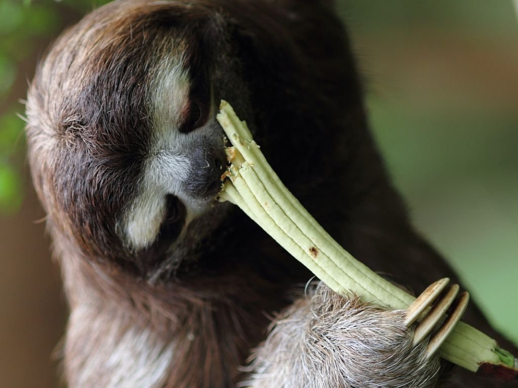 three-toed sloth