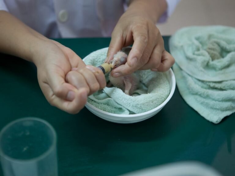 What to Feed a Baby Bird