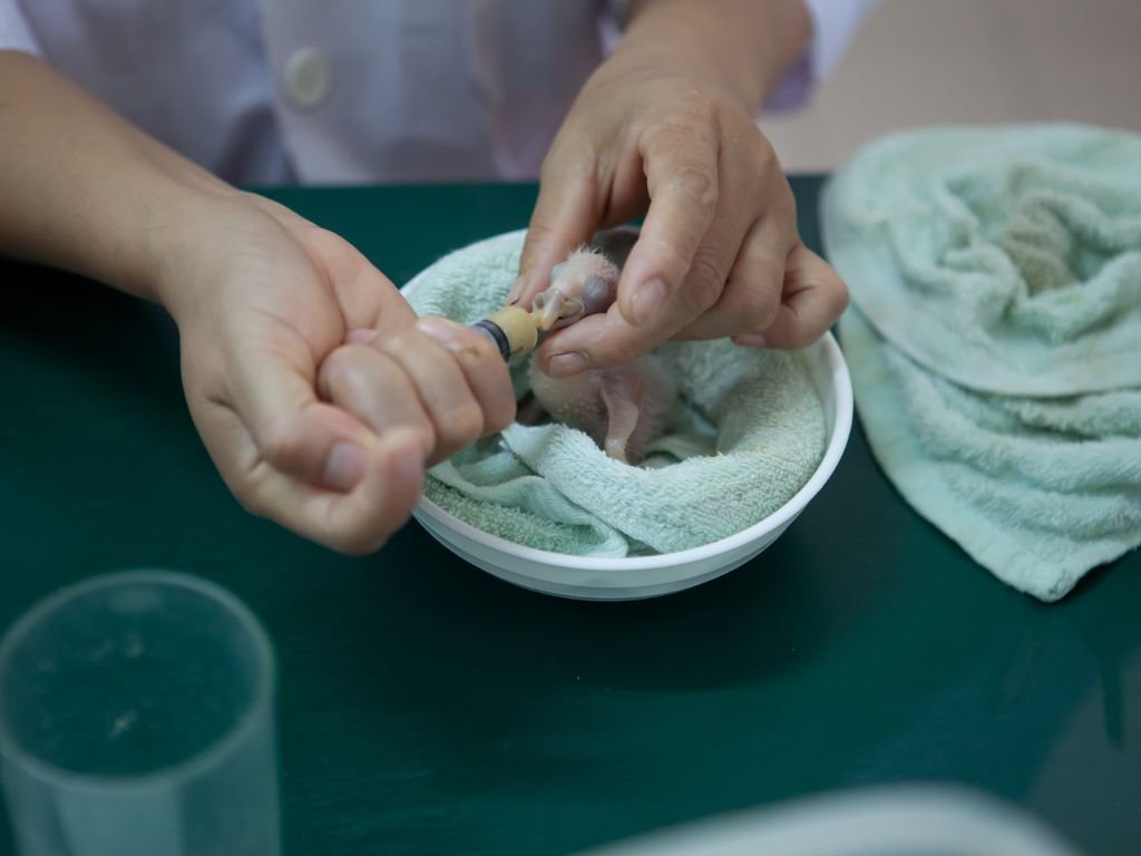 what-to-feed-a-baby-bird-a-comprehensive-guide