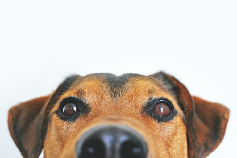 Finding The Right Food For Your Pet
