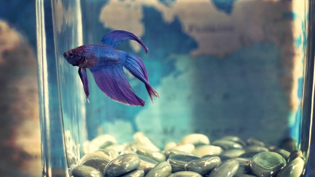 Taking Care Of Pet Fish