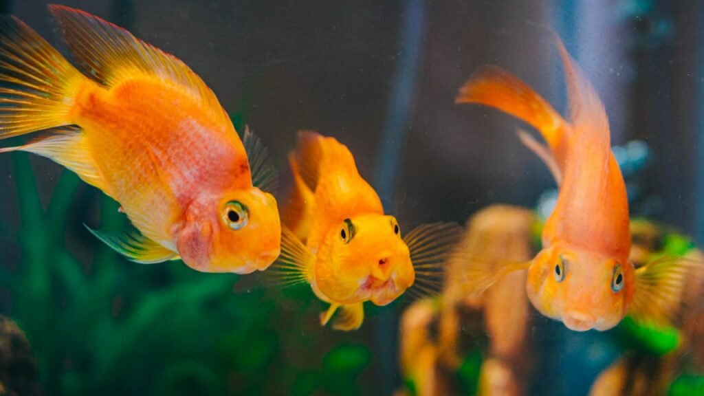 Tips On Taking Care Of Pet Fish