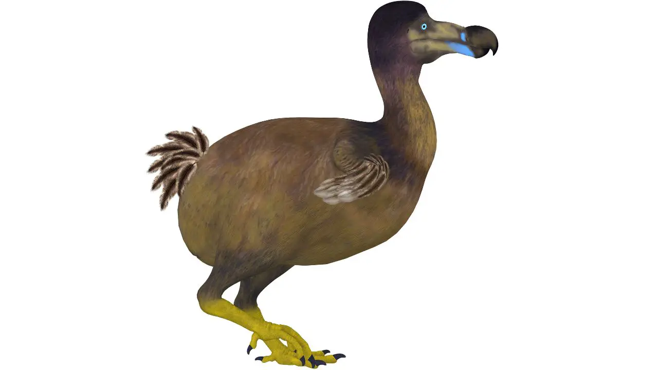 The Real Story Of The Dodo Bird's (Current) Extinction 