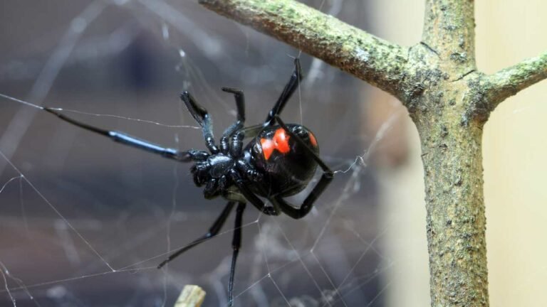 Black spider with bright red markings resting in a web