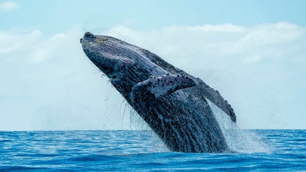 What Eats A Blue Whale? Unveiling the Predators of the Blue Whale