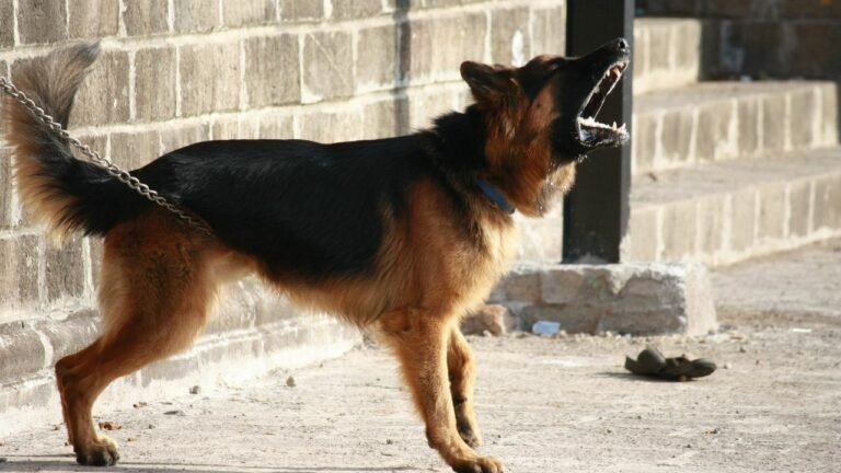 Dog Barking Tools