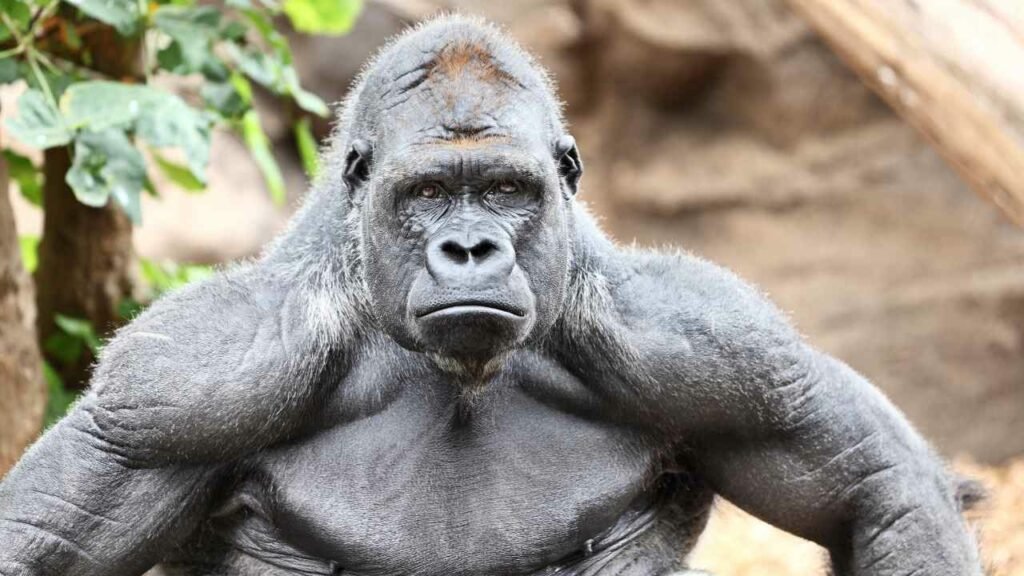 How Fast Can Gorillas Run? Unveiling the Speed of the Jungle King!