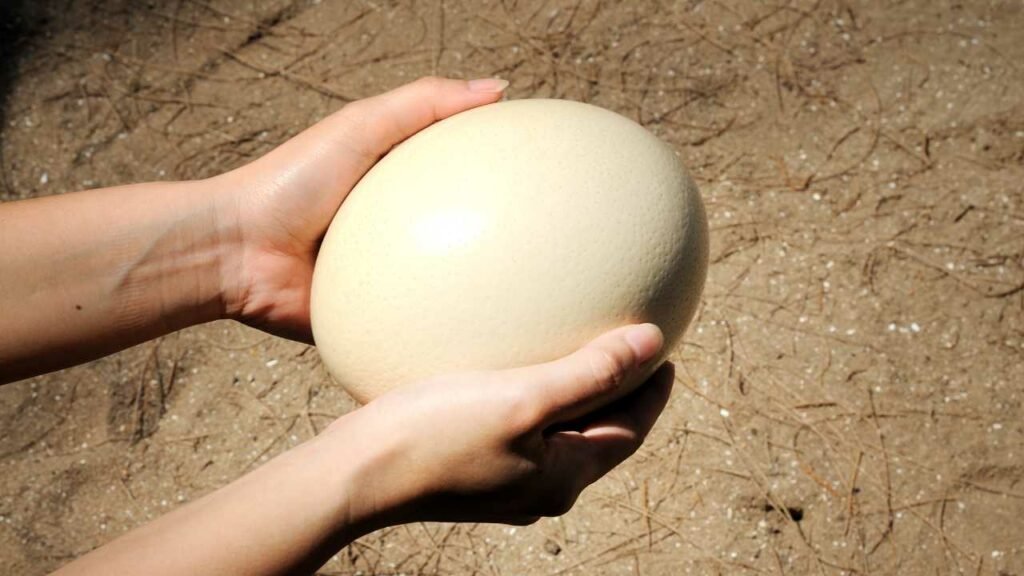How Big Is An Ostrich Egg – Nature’s Largest Bird Eggs Explained