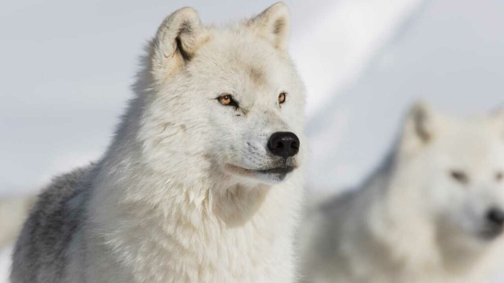 Arctic Wolves Population: How Many Arctic Wolves Are Left In The World?
