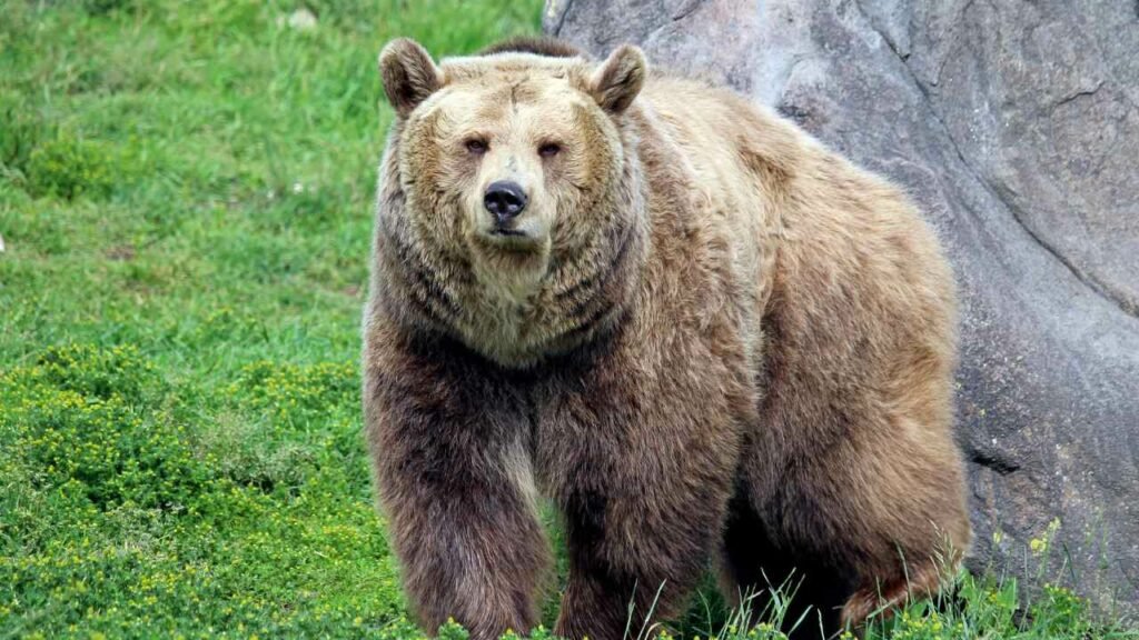 Are Grizzly Bears Endangered | The Current Conservation Status of Grizzly Bears
