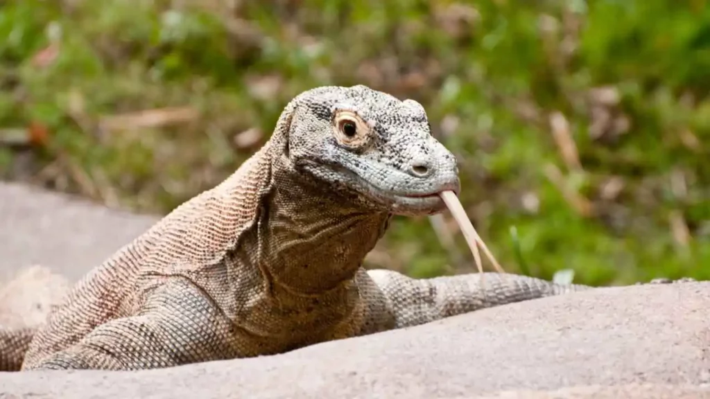 Is The Komodo Dragons Poisonous or Venomous?