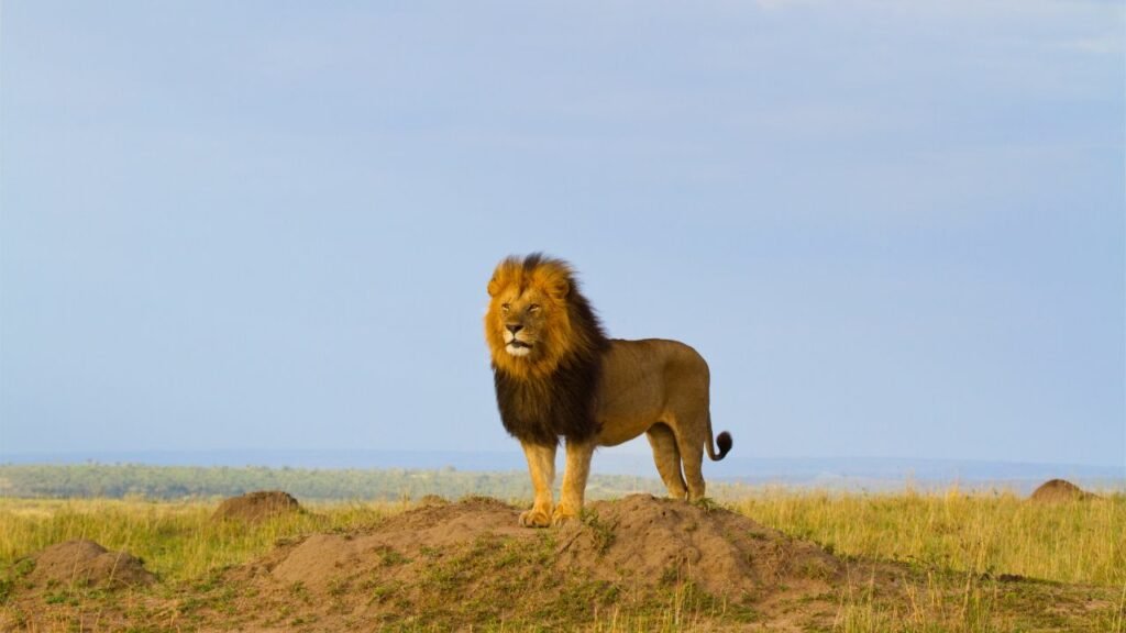Lion Facts for Preschoolers