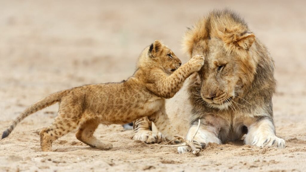 lion cubs