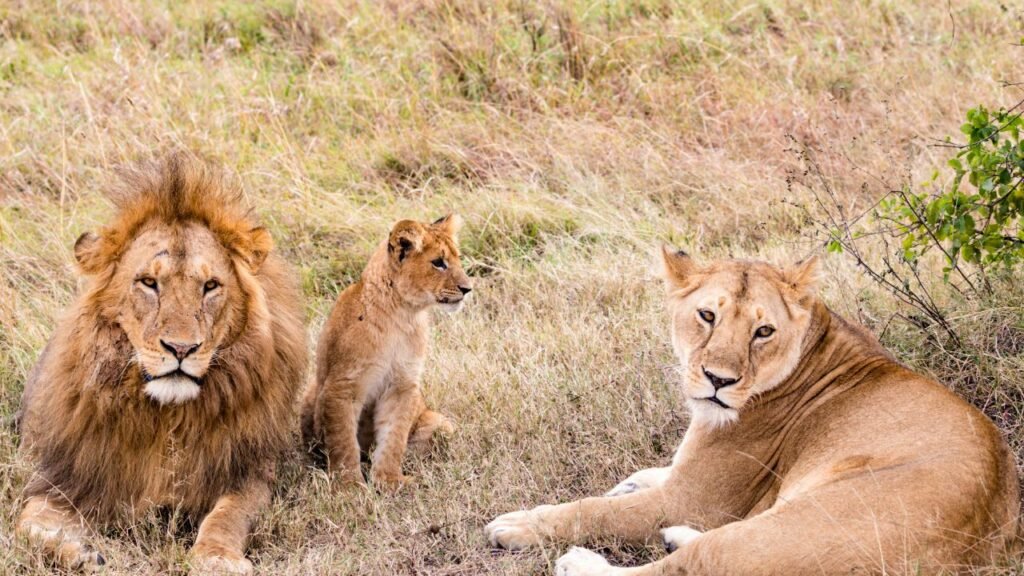 lion family