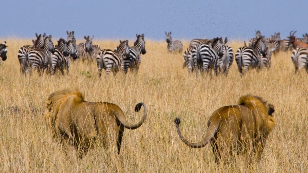 lion hunting