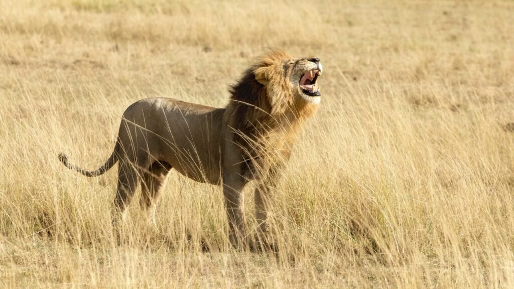 lion roar