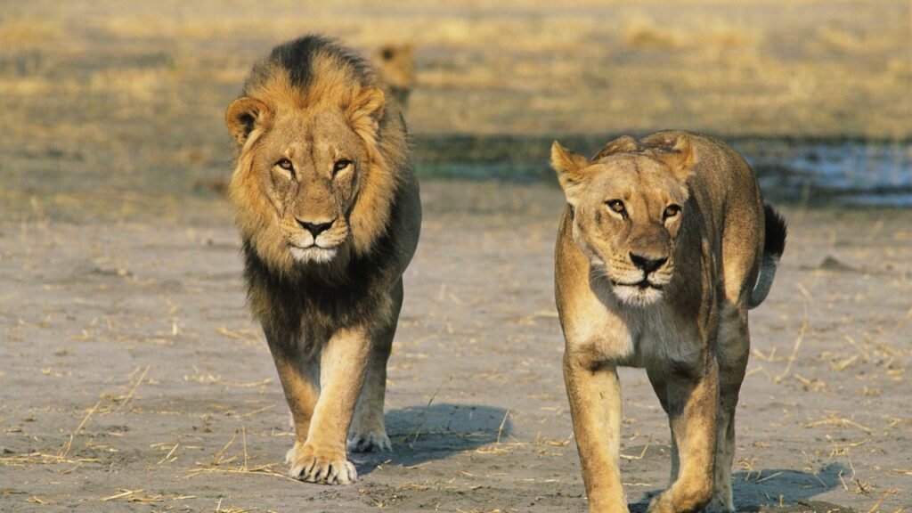 male and female lion