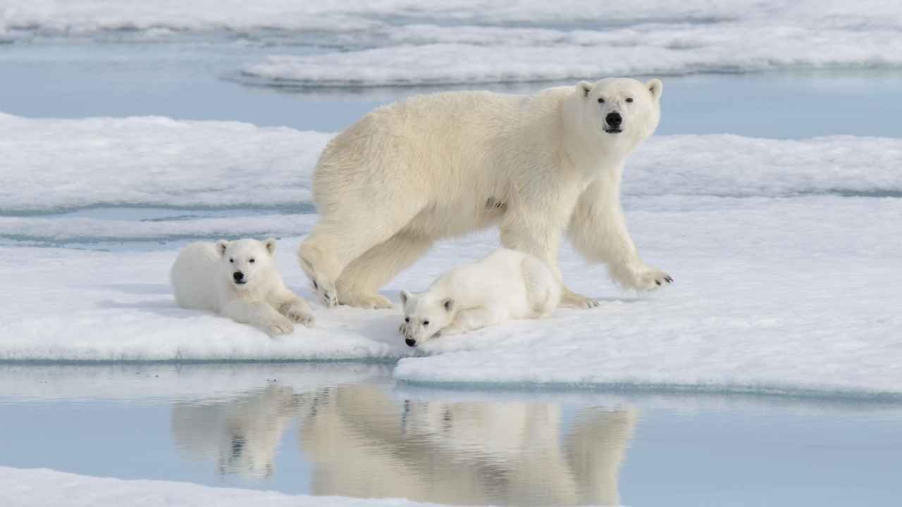 A mother polar bear and two cubs on sea ice at the water's edge