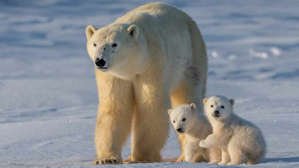 Meet the Polar Bears: Polar Bear Facts for Preschoolers