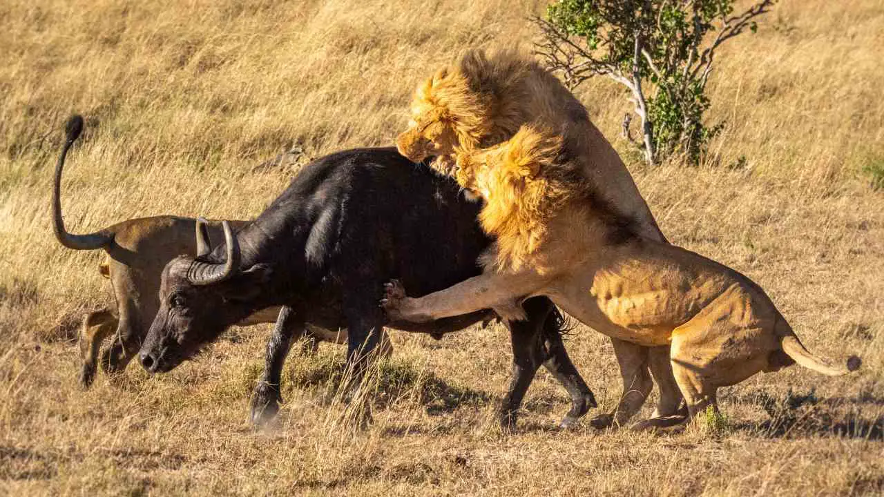 Lion attack