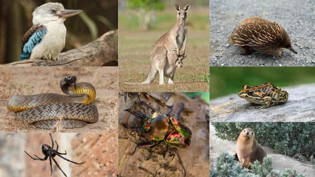 Animals In Australia Facts – Animals You Might Find In Australia