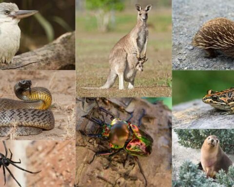 Animals In Australia