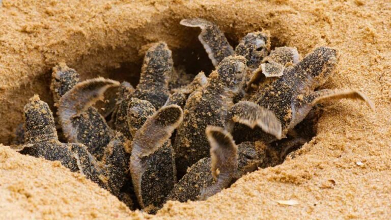 Baby Turtles diet