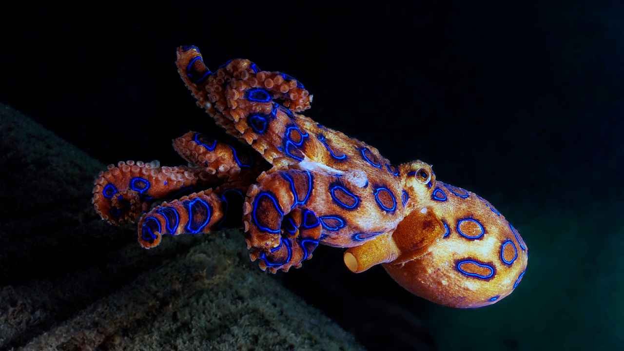Blue-Ringed Octopus