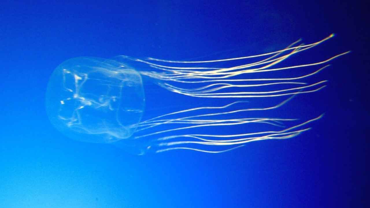Box Jellyfish