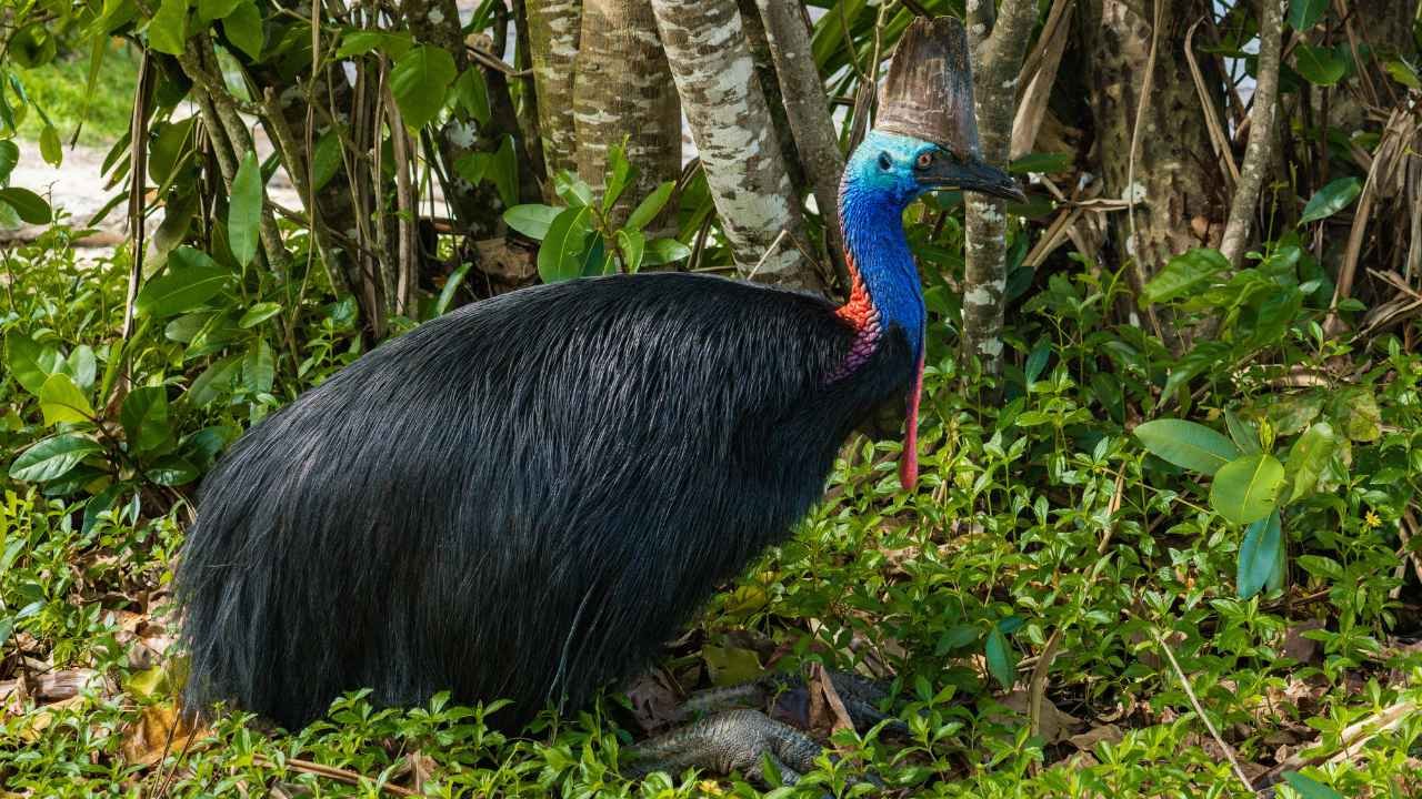 Cassowary